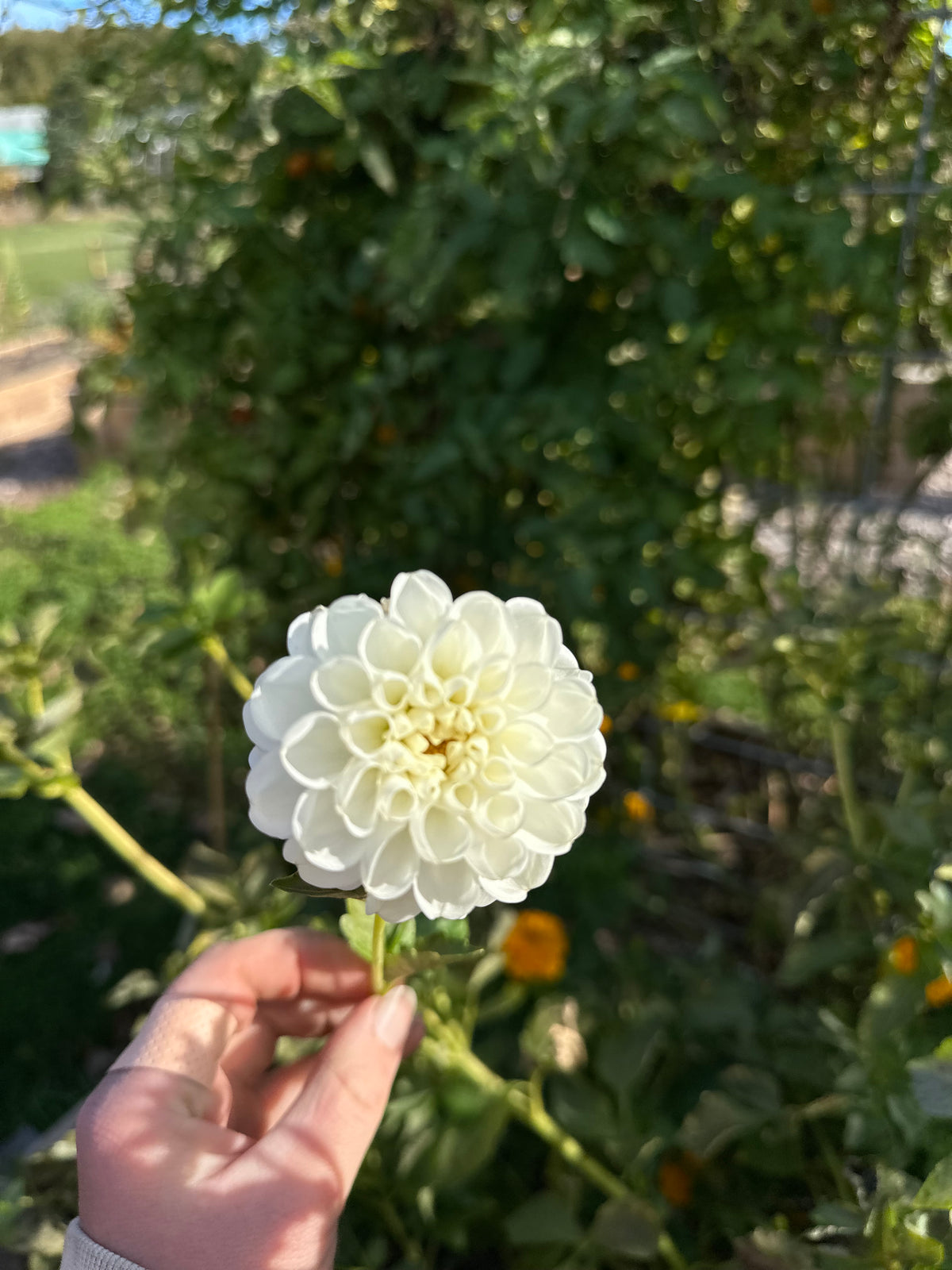 Orsett Beauty- Dahlia Tuber