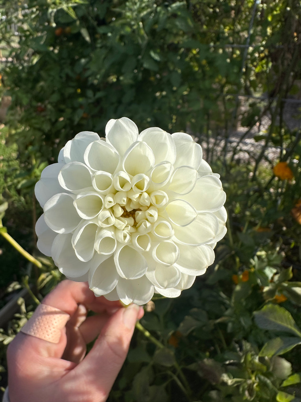 Orsett Beauty- Dahlia Tuber