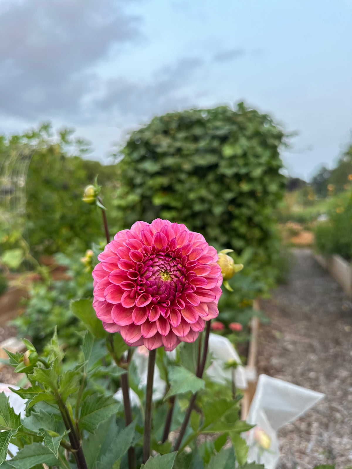 Bracken Rose- Dahlia Tuber
