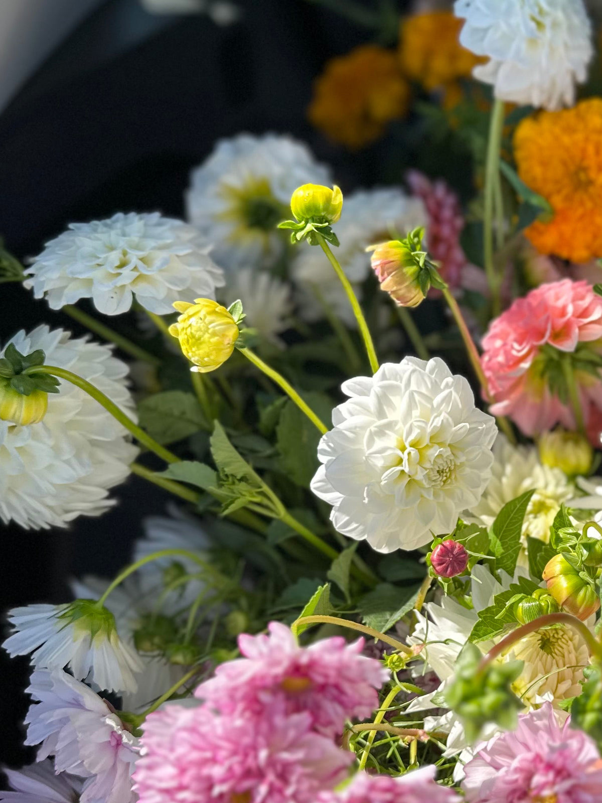 Ferncliff White- Dahlia Tuber